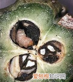 情人节可以送一朵玫瑰花吗