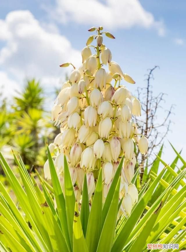情人节可以送一朵玫瑰花吗