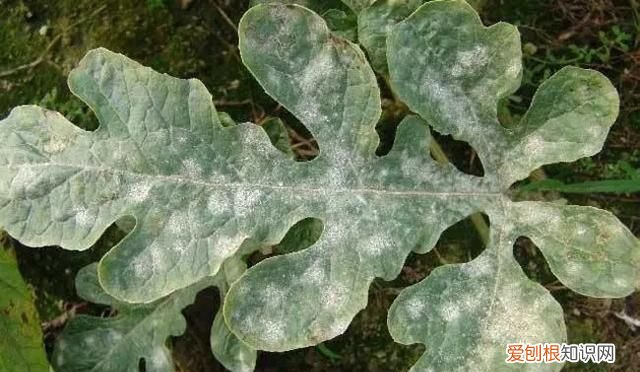 嫁接西瓜砧木用葫芦好还是南瓜好