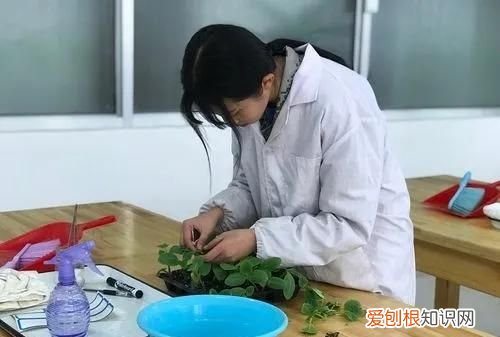 嫁接西瓜砧木用葫芦好还是南瓜好