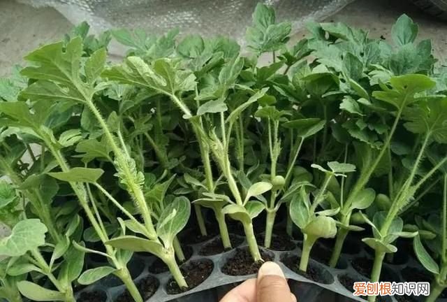 嫁接西瓜砧木用葫芦好还是南瓜好