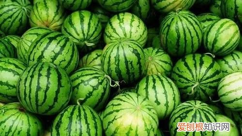 嫁接西瓜砧木用葫芦好还是南瓜好