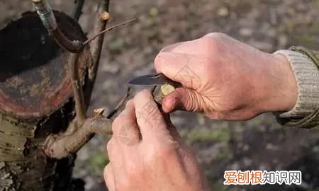 嫁接西瓜砧木用葫芦好还是南瓜好