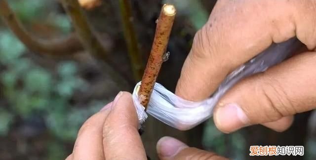 嫁接西瓜砧木用葫芦好还是南瓜好