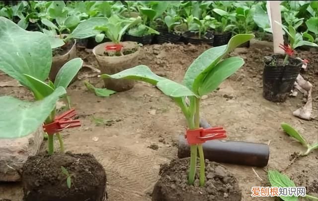 嫁接西瓜砧木用葫芦好还是南瓜好