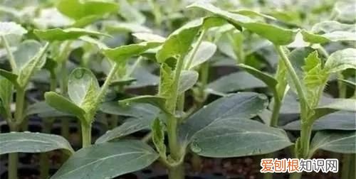 嫁接西瓜砧木用葫芦好还是南瓜好