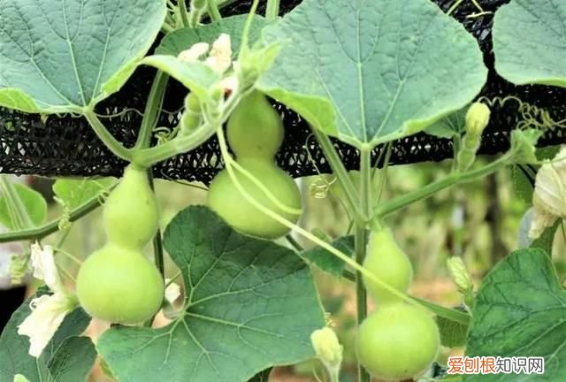 嫁接西瓜砧木用葫芦好还是南瓜好