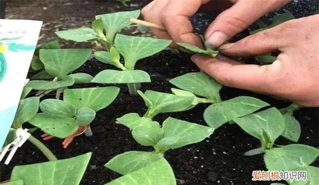 嫁接西瓜砧木用葫芦好还是南瓜好