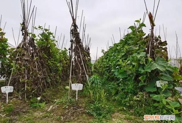 嫁接西瓜砧木用葫芦好还是南瓜好