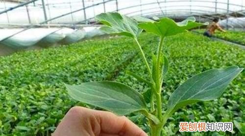 嫁接西瓜砧木用葫芦好还是南瓜好