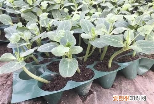 嫁接西瓜砧木用葫芦好还是南瓜好