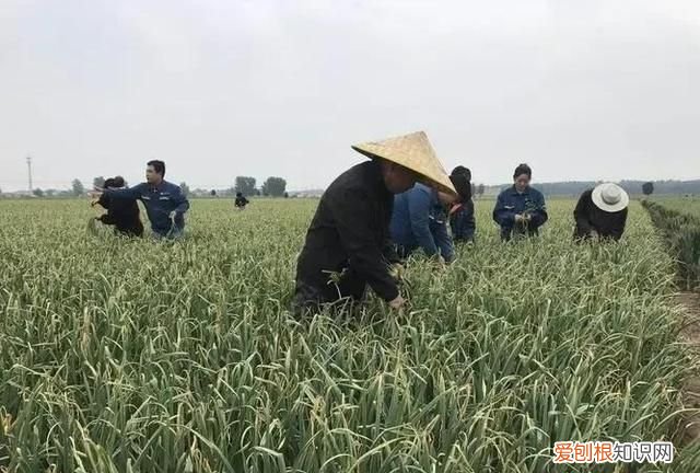 大蒜拔蒜苔后该如何管理