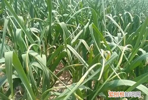 大蒜拔蒜苔后该如何管理