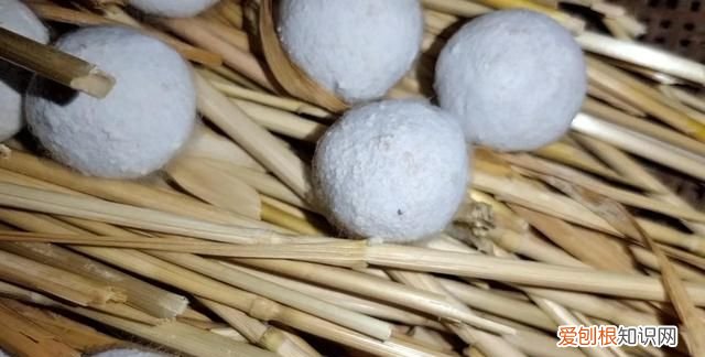 最好的甜酒曲做醪糟