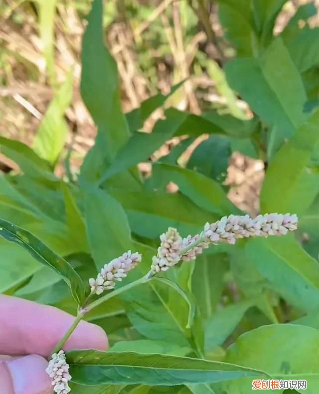 最好的甜酒曲做醪糟