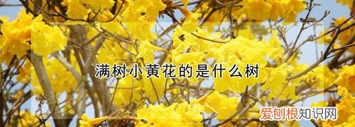 春天开黄花的树