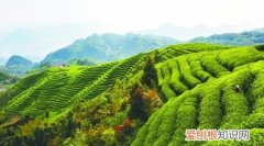 白茶的发源地，安吉白茶的发源地