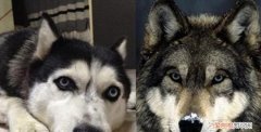 狗和狼怎么区分，狗和狼的外观区别是什么