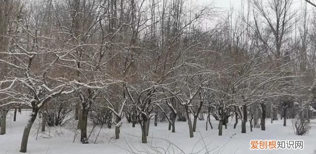 我国何时迎来大范围雨雪天气 2023年全球气候变冷