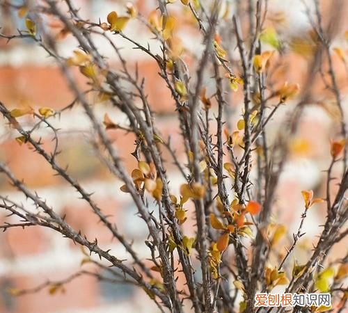 鲜花与荆棘并存什么意思，人生的路上一定是鲜花与荆棘同在