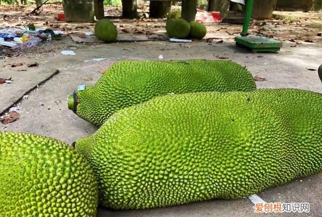 怎样剥菠萝蜜才是正确的剥法,菠萝蜜的正确剥法最简单