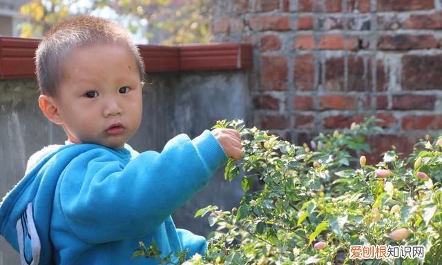 七彩椒怎么泡又脆又好吃