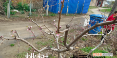 桃园春季管理的技术措施,掌握四点,桃树生长好吗