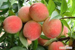 桃子的保存方法大全 怎样保存桃子能保存的时间长