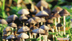 青岛野蘑菇中毒事件