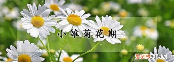 小雏菊花期多长，雏菊花期多长时间开花