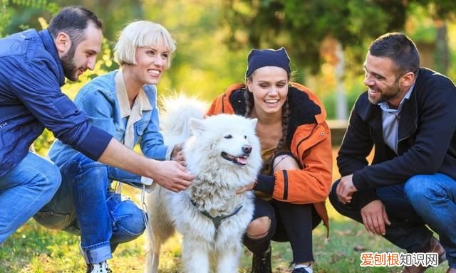 微笑天使萨摩耶好养吗,微笑天使萨摩耶最好养几只