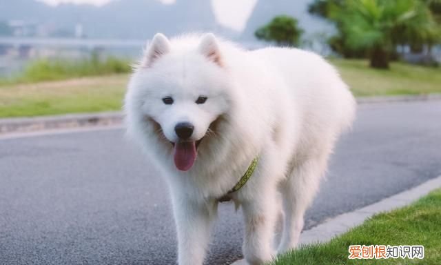 微笑天使萨摩耶好养吗,微笑天使萨摩耶最好养几只