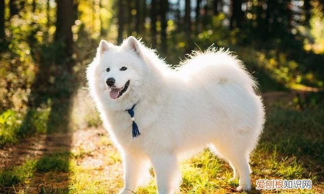 微笑天使萨摩耶好养吗,微笑天使萨摩耶最好养几只
