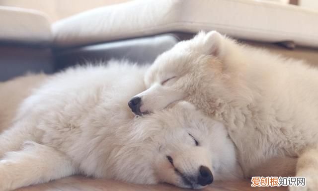 微笑天使萨摩耶好养吗,微笑天使萨摩耶最好养几只