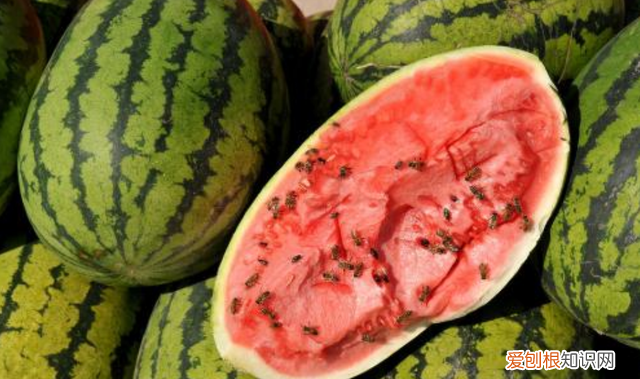 吃西瓜不吐西瓜籽会长西瓜吗 夏天吃西瓜好还是有籽好