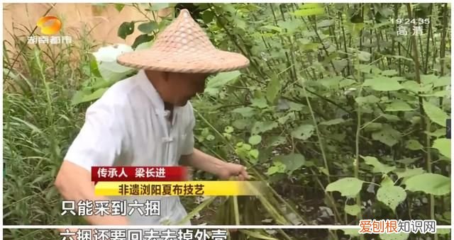 浏阳夏布制作过程,夏布手工制作全过程