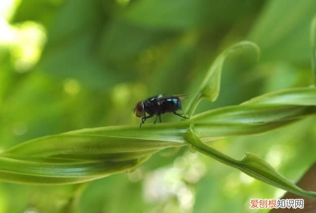 怎样才能杀光苍蝇 热天苍蝇太多有什么好办法灭它