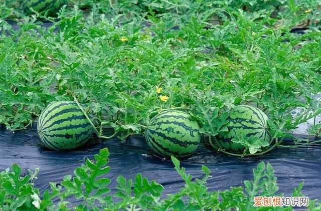 油菜籽渣饼做肥料怎么给花施肥 家庭油菜籽种植技术