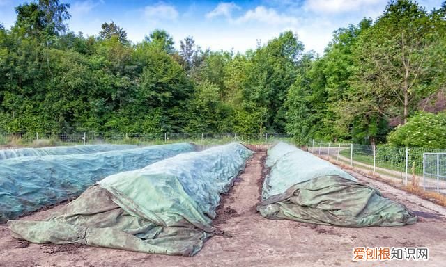 油菜籽渣饼做肥料怎么给花施肥 家庭油菜籽种植技术