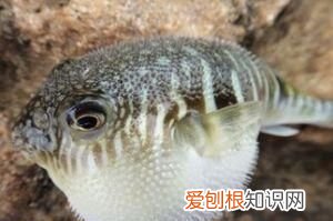 河豚生活在哪里