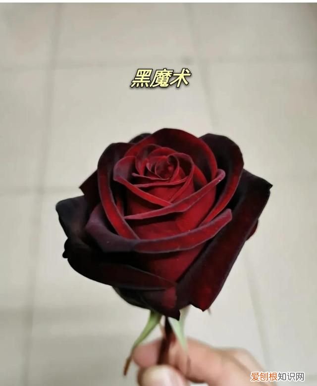 象征爱情的红玫瑰,象征爱情的玫瑰原来大多是假的