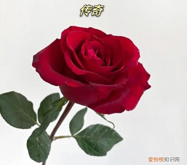 象征爱情的红玫瑰,象征爱情的玫瑰原来大多是假的