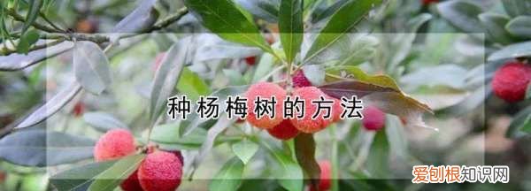 杨梅树种植方法与成活，杨梅树怎么栽需要什么土壤