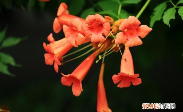 和金银花很像的花叫什么，红色的金银花叫什么名字