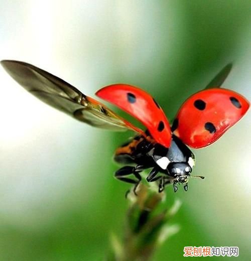 瓢虫飞时的特点,瓢虫的外形特点描写三年级