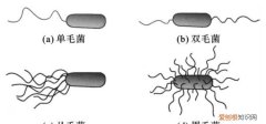细菌的衣服是菌毛吗，细菌的基本构造、特殊构造各有哪些
