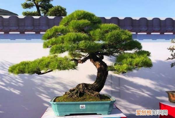 罗汉松增粗方法，罗汉松怎么能快速增粗?