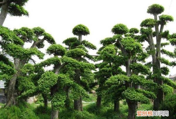 罗汉松增粗方法，罗汉松怎么能快速增粗?