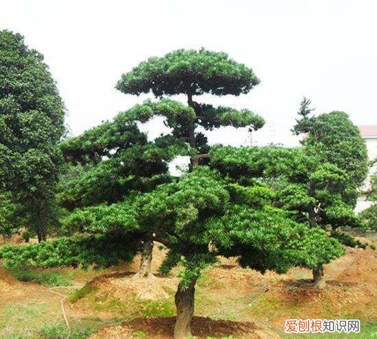 罗汉松增粗方法，罗汉松怎么能快速增粗?