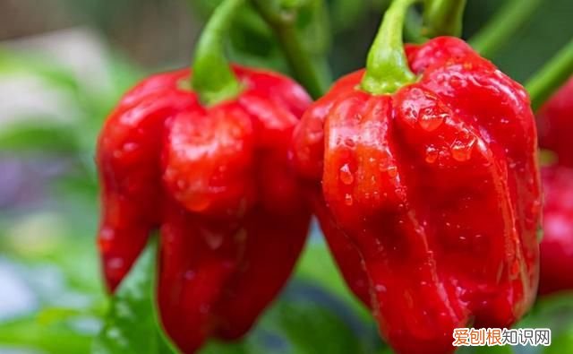 辣椒比较霸气的名字，鲨鱼辣椒类似的名字